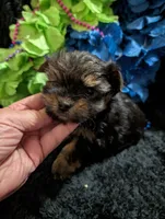 Jelly bean, a male Yorkipoo for sale in London, KY – 5 of 8