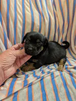 Harley, a male Morkie for sale in London, KY – 6 of 10