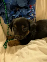 Puppers, a male Morkie for sale in London, KY – 8 of 10