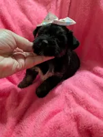 Jelly bean, a female Morkie for sale in London, KY – 7 of 10