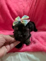 Sadie, a female Morkie for sale in London, KY – 10 of 10