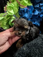 Jelly bean, a male Yorkipoo for sale in London, KY – 6 of 8
