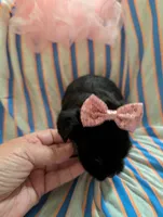 Sadie, a female Morkie for sale in London, KY – 9 of 9