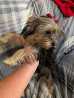 Maggie , a female Yorkshire Terrier for sale in London, KY – 7 of 8