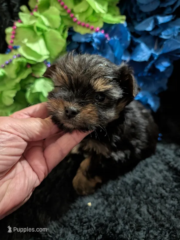 Jelly bean, a male Yorkipoo for sale in London, KY – 1 of 8