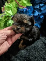 Jelly bean, a male Yorkipoo for sale in London, KY – 1 of 8