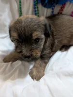 Hershey , a male Morkie for sale in London, KY – 2 of 10