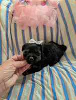 Macy , a female Morkie for sale in London, KY – 7 of 10