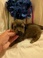 Hershey , a male Morkie for sale in London, KY – 8 of 10