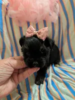 Sadie, a female Morkie for sale in London, KY – 7 of 9