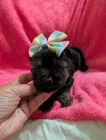 Sadie, a female Morkie for sale in London, KY – 5 of 10