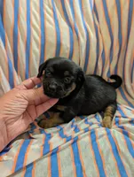 Harley, a male Morkie for sale in London, KY – 10 of 10