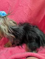 Maggie , a female Yorkshire Terrier for sale in London, KY – 5 of 10