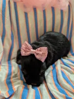 Sadie, a female Morkie for sale in London, KY – 8 of 9