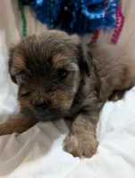 Hershey , a male Morkie for sale in London, KY – 7 of 10