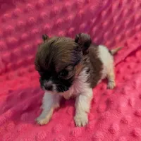 Mouse, a male Morkie for sale in London, KY – Photo 6 of 10