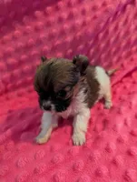 Mouse, a male Morkie for sale in London, KY – Photo 6 of 10