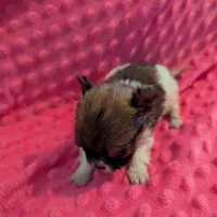 Mouse, a male Morkie for sale in London, KY – Photo 3 of 10