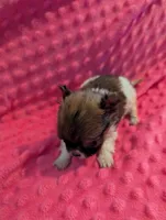 Mouse, a male Morkie for sale in London, KY – Photo 3 of 10