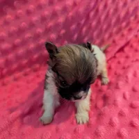 Mouse, a male Morkie for sale in London, KY – Photo 5 of 10