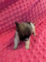 Mouse, a male Morkie for sale in London, KY – Photo 5 of 10