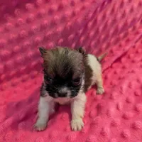 Mouse, a male Morkie for sale in London, KY – Photo 7 of 10