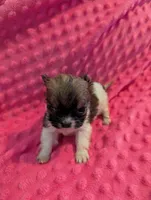 Mouse, a male Morkie for sale in London, KY – Photo 7 of 10