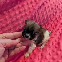 Mouse, a male Morkie for sale in London, KY – Photo 10 of 10