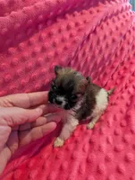 Mouse, a male Morkie for sale in London, KY – Photo 10 of 10