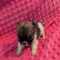 Mouse, a male Morkie for sale in London, KY – Photo 8 of 10