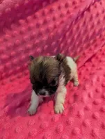 Mouse, a male Morkie for sale in London, KY – Photo 8 of 10