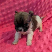 Mouse, a male Morkie for sale in London, KY – Photo 1 of 10