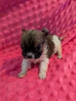 Mouse, a male Morkie for sale in London, KY – Photo 1 of 10