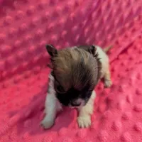 Mouse, a male Morkie for sale in London, KY – Photo 2 of 10