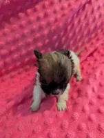 Mouse, a male Morkie for sale in London, KY – Photo 2 of 10