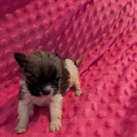 Mouse, a male Morkie for sale in London, KY – Photo 9 of 10