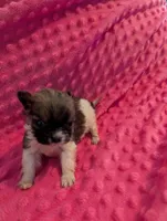 Mouse, a male Morkie for sale in London, KY – Photo 9 of 10