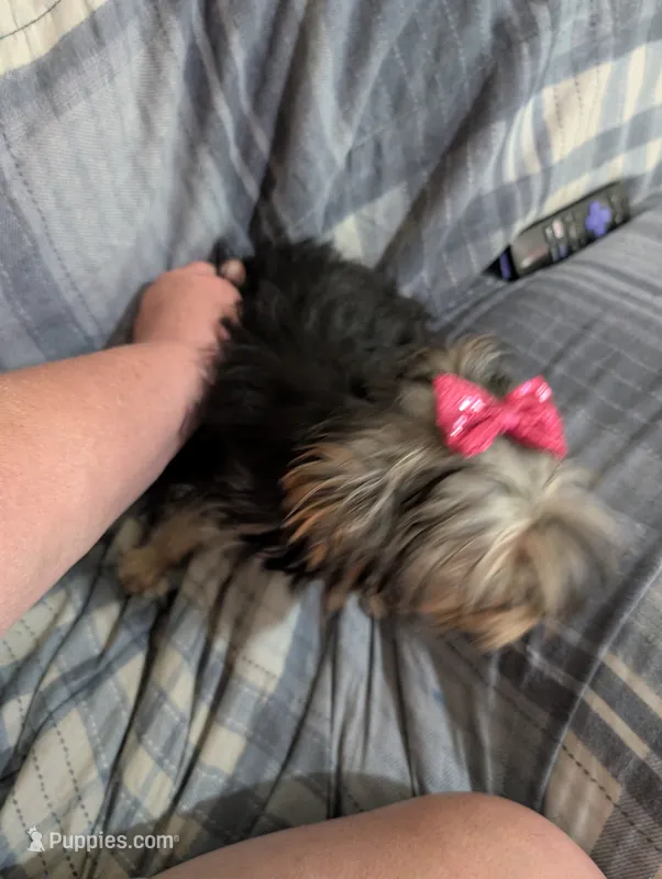 Maggie  – Yorkshire Terrier puppy for sale in London, KY
