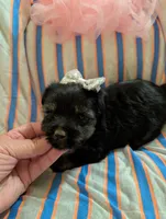 Macy , a female Morkie for sale in London, KY – 4 of 10