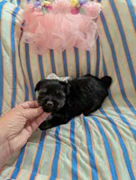Macy , a female Morkie for sale in London, KY – 5 of 10