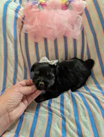 Macy , a female Morkie for sale in London, KY – 2 of 10