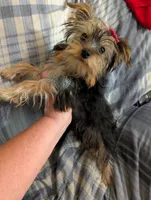 Maggie , a female Yorkshire Terrier for sale in London, KY – 7 of 10