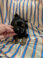 Puppers, a male Morkie for sale in London, KY – 6 of 9