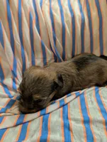 Hershey , a male Morkie for sale in London, KY – 10 of 10