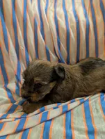 Hershey , a male Morkie for sale in London, KY – 5 of 10