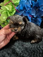 Jelly bean, a male Yorkipoo for sale in London, KY – 4 of 8