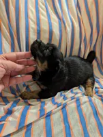 Harley, a male Morkie for sale in London, KY – 8 of 10