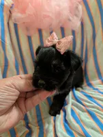 Sadie, a female Morkie for sale in London, KY – 6 of 9