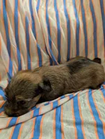 Hershey , a male Morkie for sale in London, KY – 9 of 10