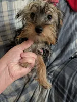 Maggie , a female Yorkshire Terrier for sale in London, KY – 4 of 8